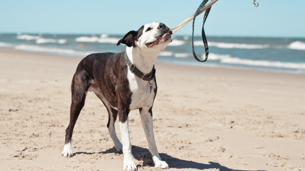 chien qui tire sur sa laisse