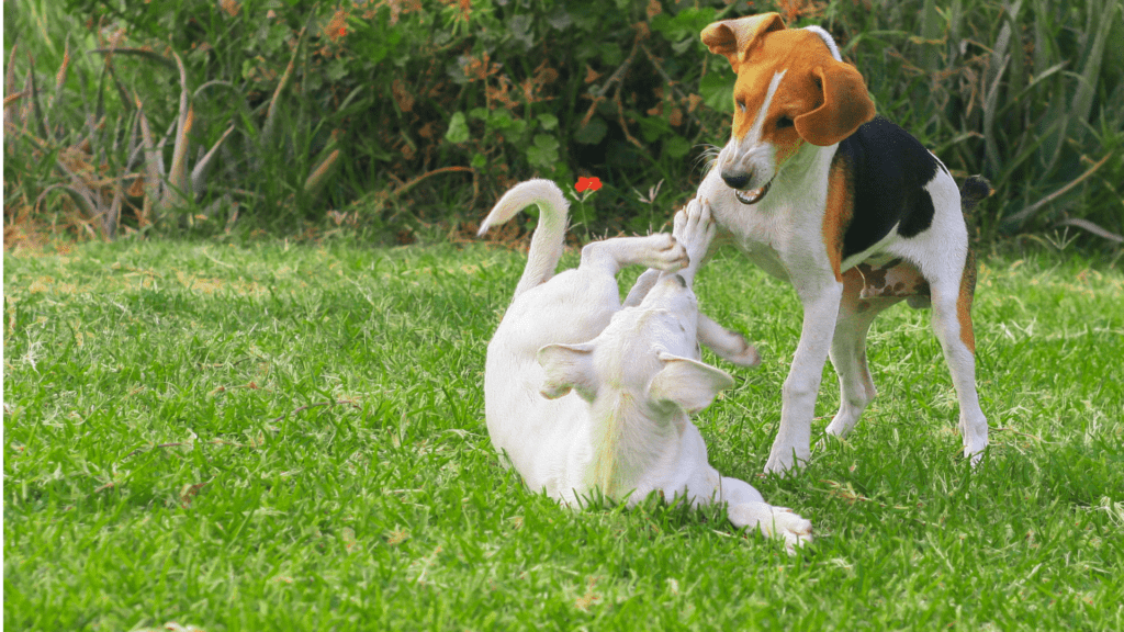 ces deux jeunes chiens jouent-ils