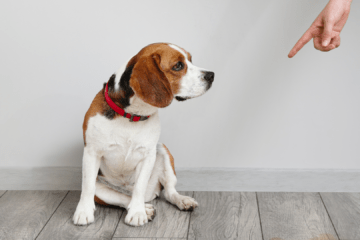beagle qui regarde le doigt de son maitre