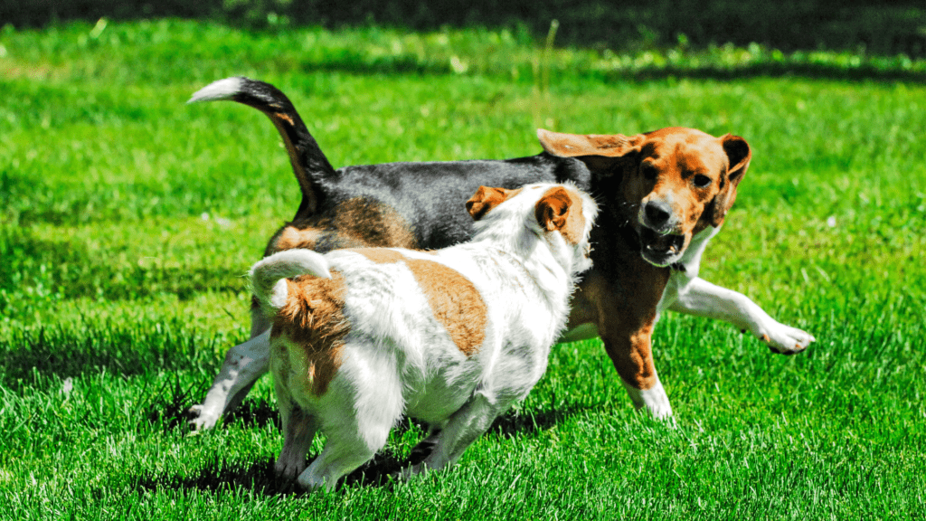 petit chien blanc monte en excitation et harcèle le beagle