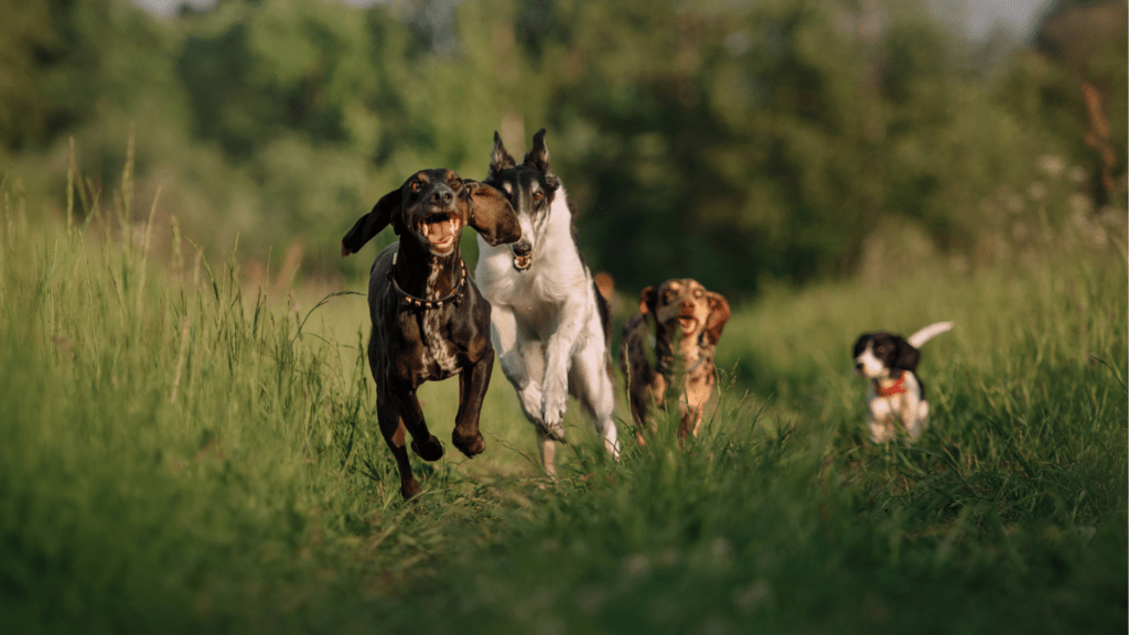 quatre jeunes chiens courent ensemble