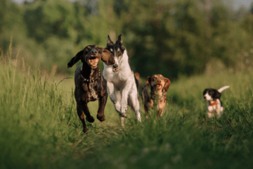 quatre jeunes chiens courent ensemble