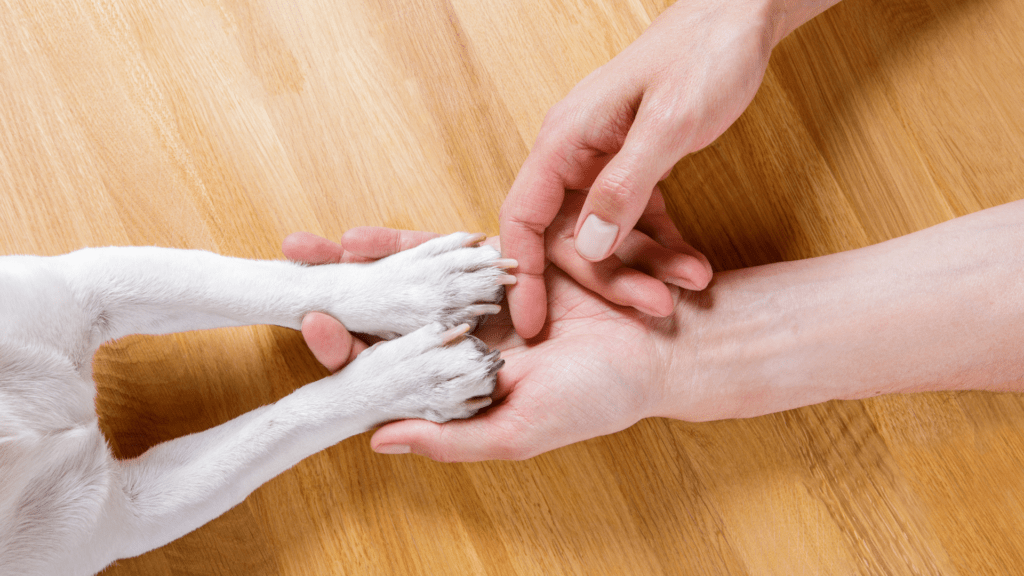 un petit chien qui donne ses pattes dans la main de son humain